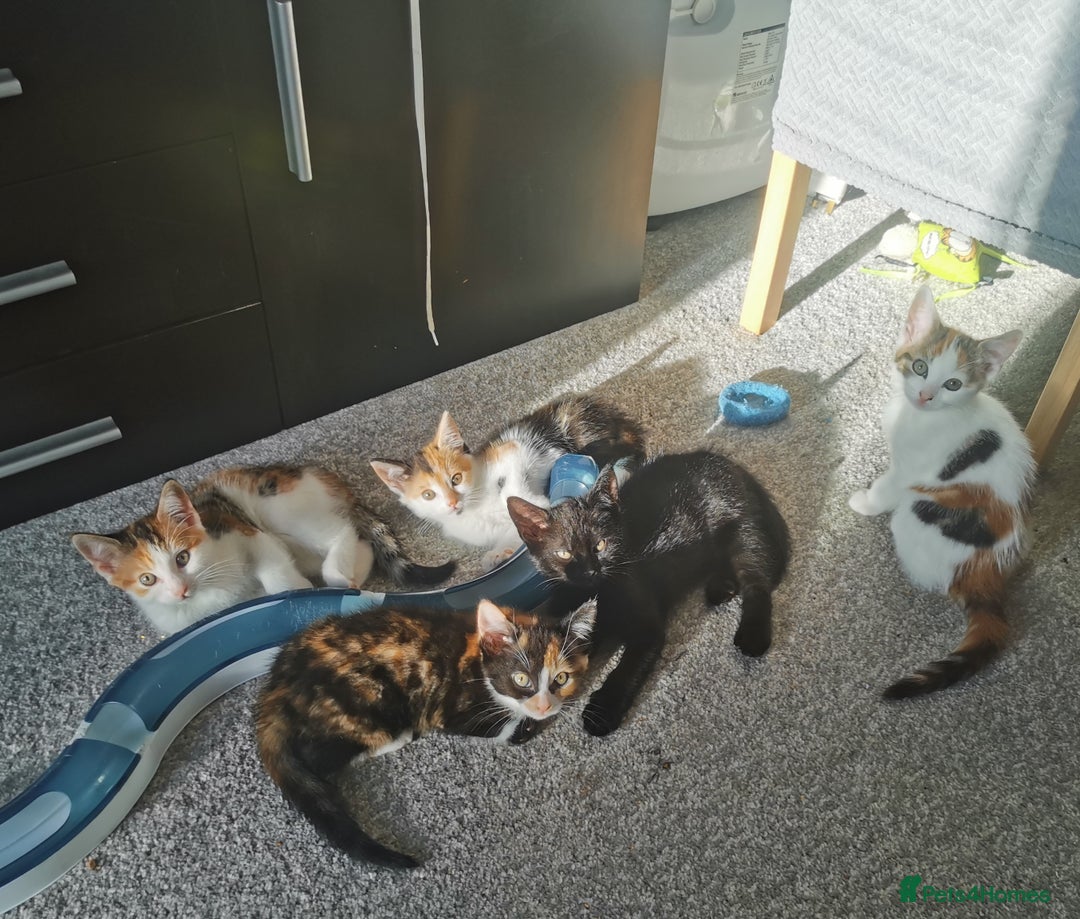 Mixed Breed cats for sale: Fluffy calico kittens - Image 1