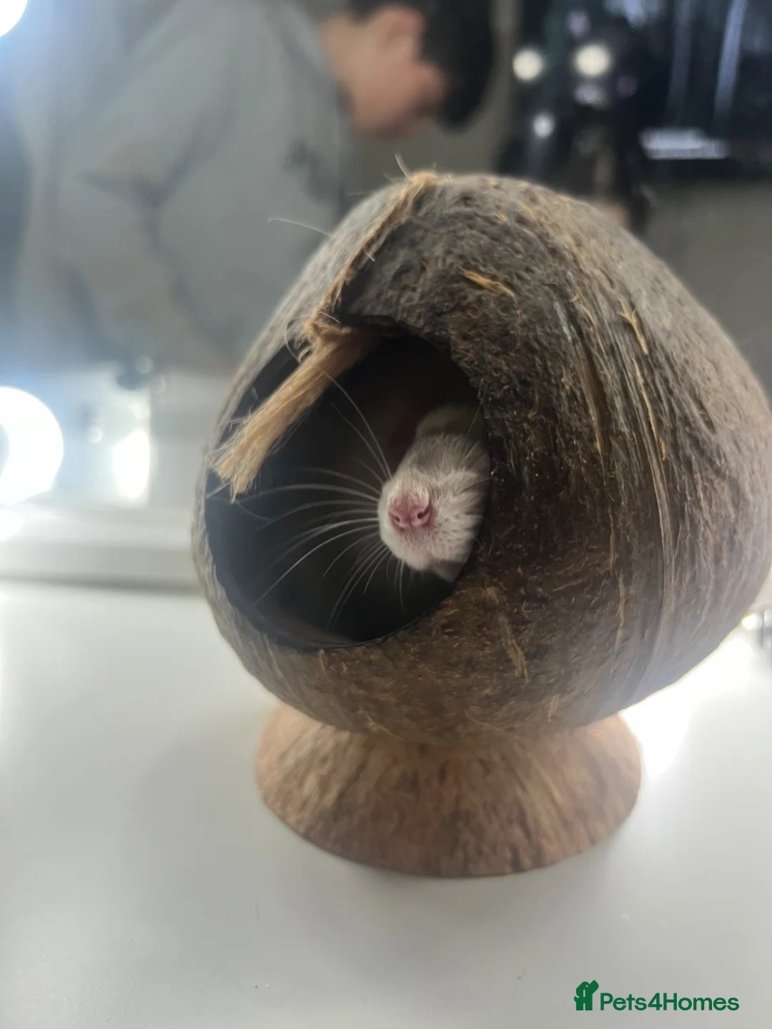 Rat rodents for sale: 2 male rats for rehoming  in Canterbury - Advert 2