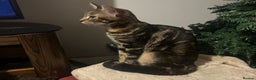 Bengal cats for sale: Beautiful Bengal Female Kitten Seeks Loving Home  - Advert 3