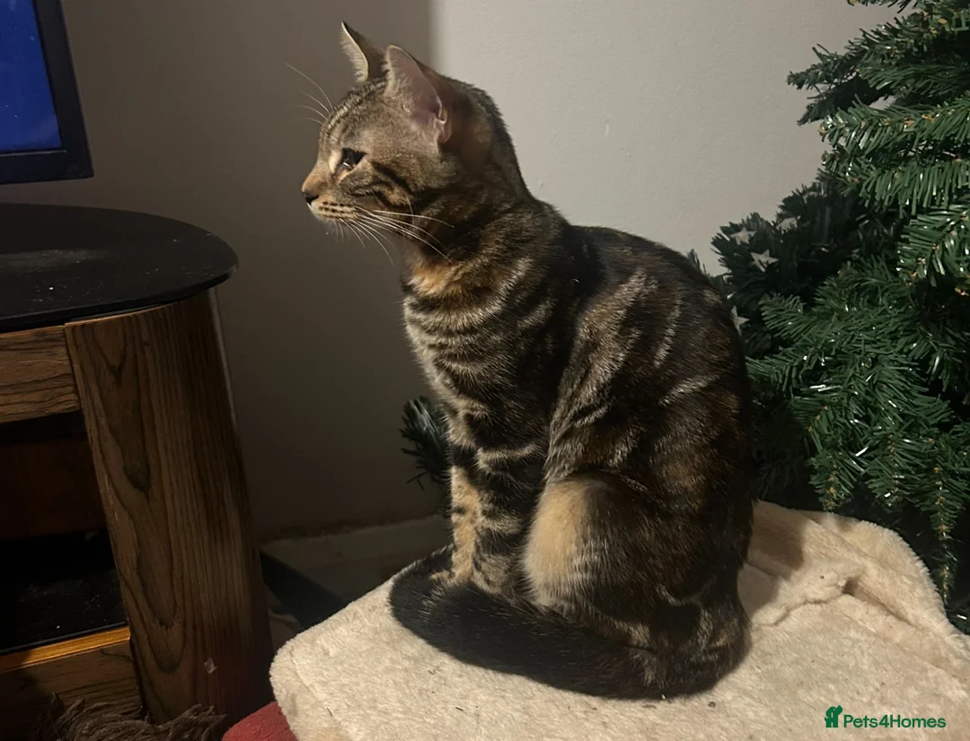 Bengal cats for sale: Beautiful Bengal Female Kitten Seeks Loving Home  - Advert 3