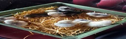 Chickens poultry for sale: Adorable Lilac Pekin Bantams & Mixed Chicks in Port Talbot - Advert 13