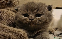 British Shorthair cats for sale: Registered British shorthair kittens  - Image 4