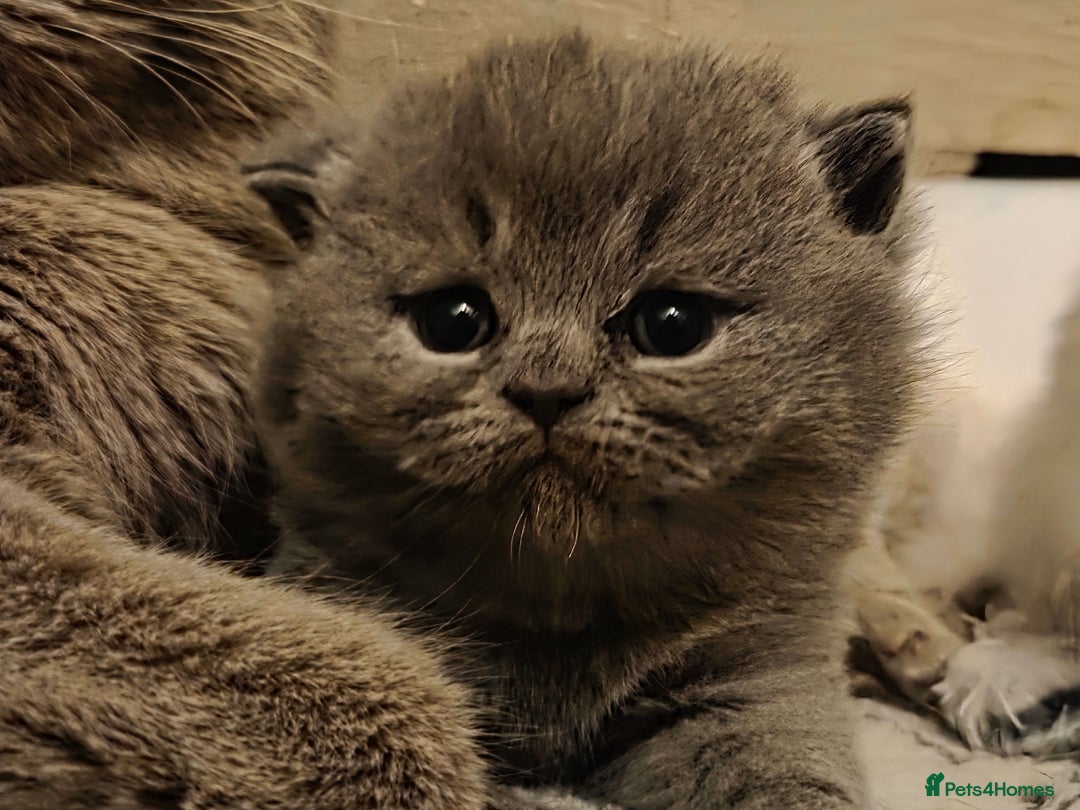 British Shorthair cats for sale: Registered British shorthair kittens  - Image 4