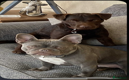Mixed Breed dogs for sale: French bulldog x Patterdale terrier - Image 10