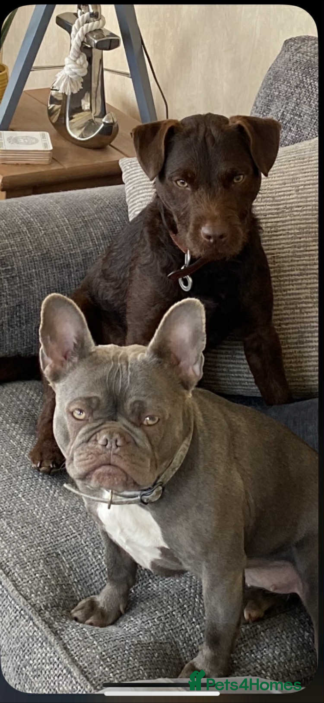 Mixed Breed dogs for sale: French bulldog x Patterdale terrier - Image 10