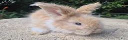 Angora rabbits for sale: 🩷 FULL FACE ANGORA BABIES- PARENTS FROM🇫🇷 - Advert 28