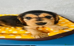 Cocker Spaniel dogs for sale: Kc reg show type cocker spaniel puppies  - Image 5