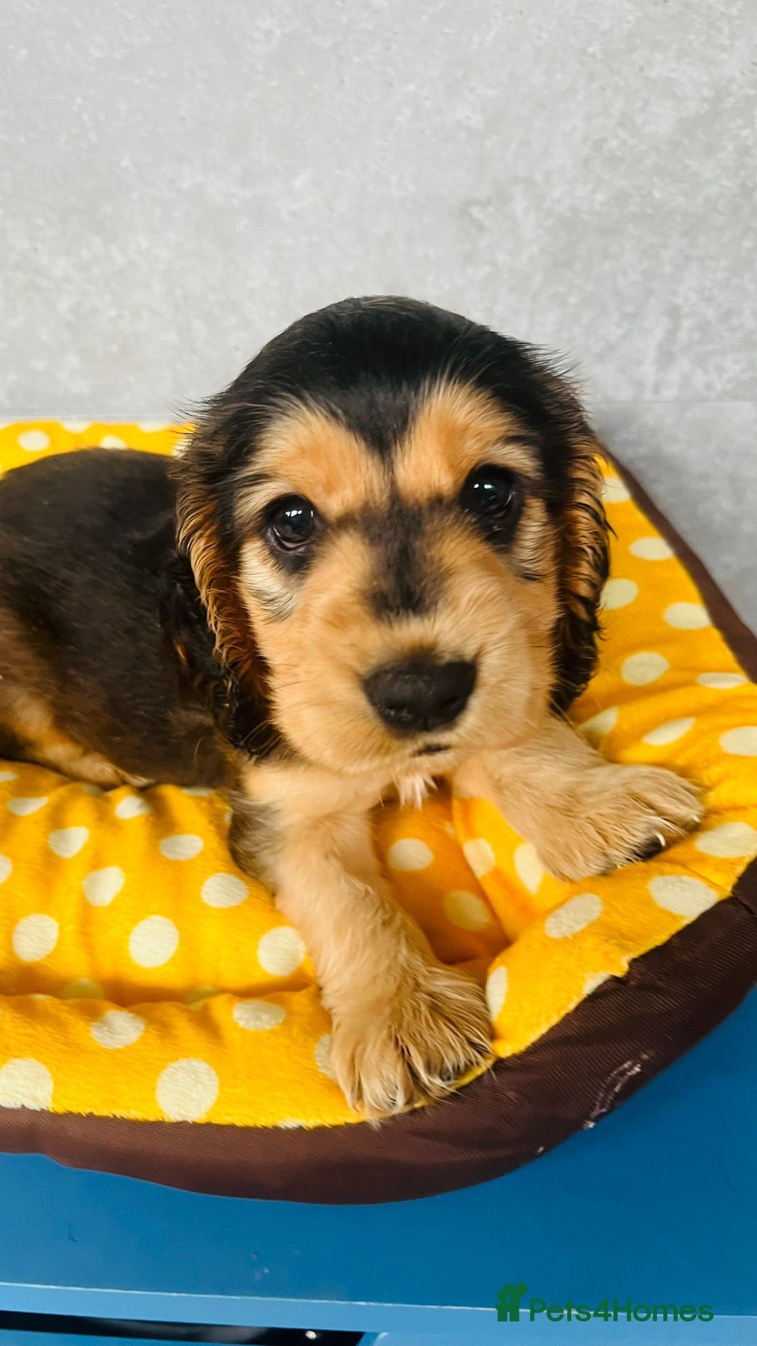 Cocker Spaniel dogs for sale: Kc reg show type cocker spaniel puppies  - Image 5