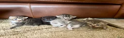 Mixed Breed cats for sale: Silver Tabby Exotic Kittens For Sale - Advert 20