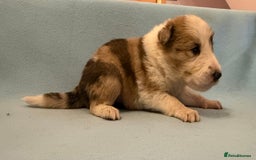 Border Collie dogs for sale: Beautiful border collie pups  - Image 4