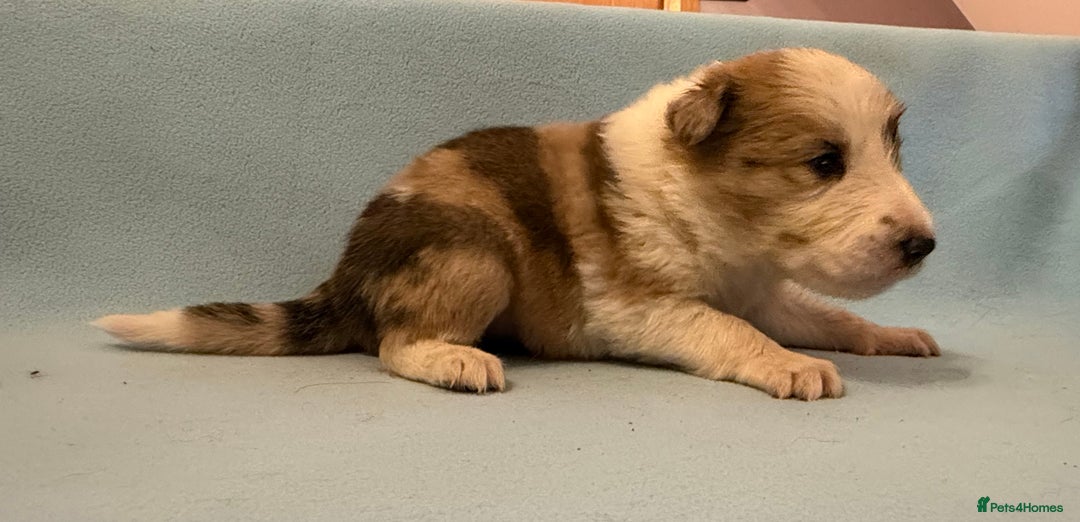 Border Collie dogs for sale: Beautiful border collie pups  - Image 4