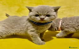 British Shorthair cats for sale: 💕Pure BSH Kittens – Family Raised, Ready December - Image 7