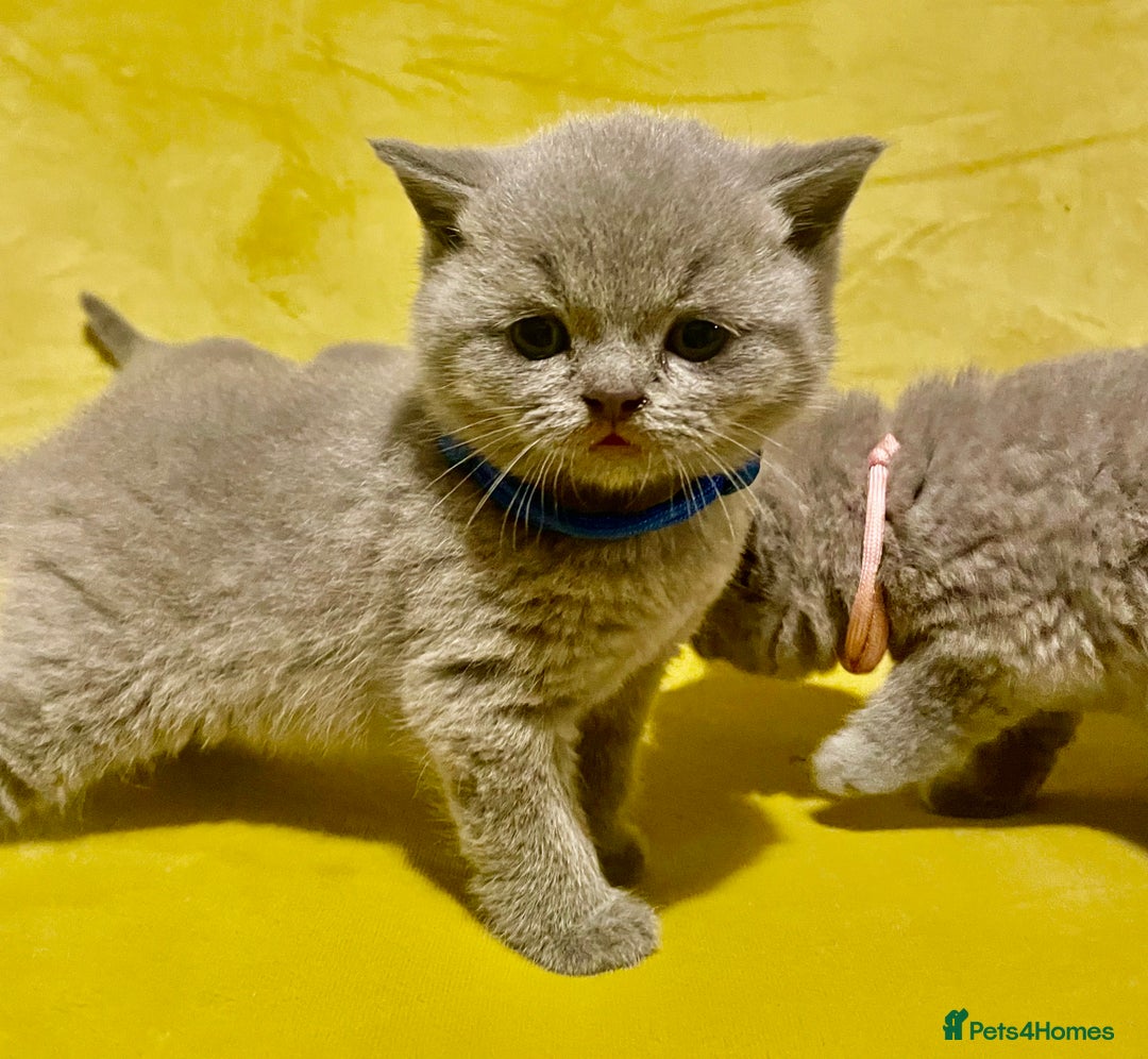 British Shorthair cats for sale: 💕Pure BSH Kittens – Family Raised, Ready December - Image 7