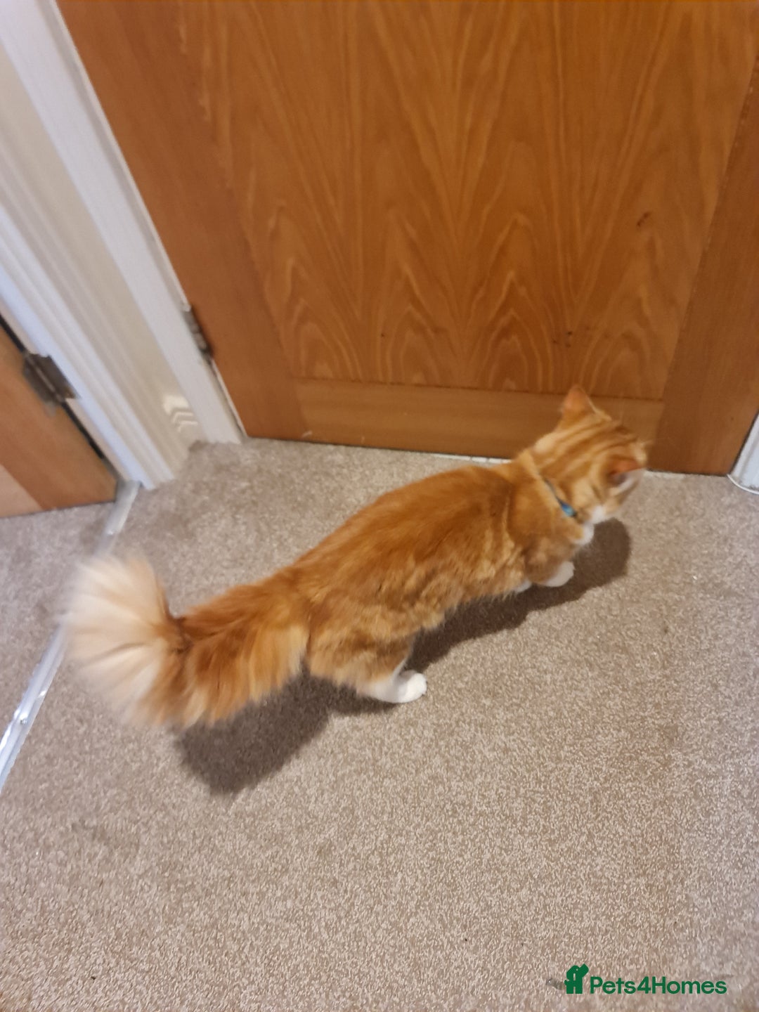 Mixed Breed cats for sale: Ginger long hair male cat - Advert 7