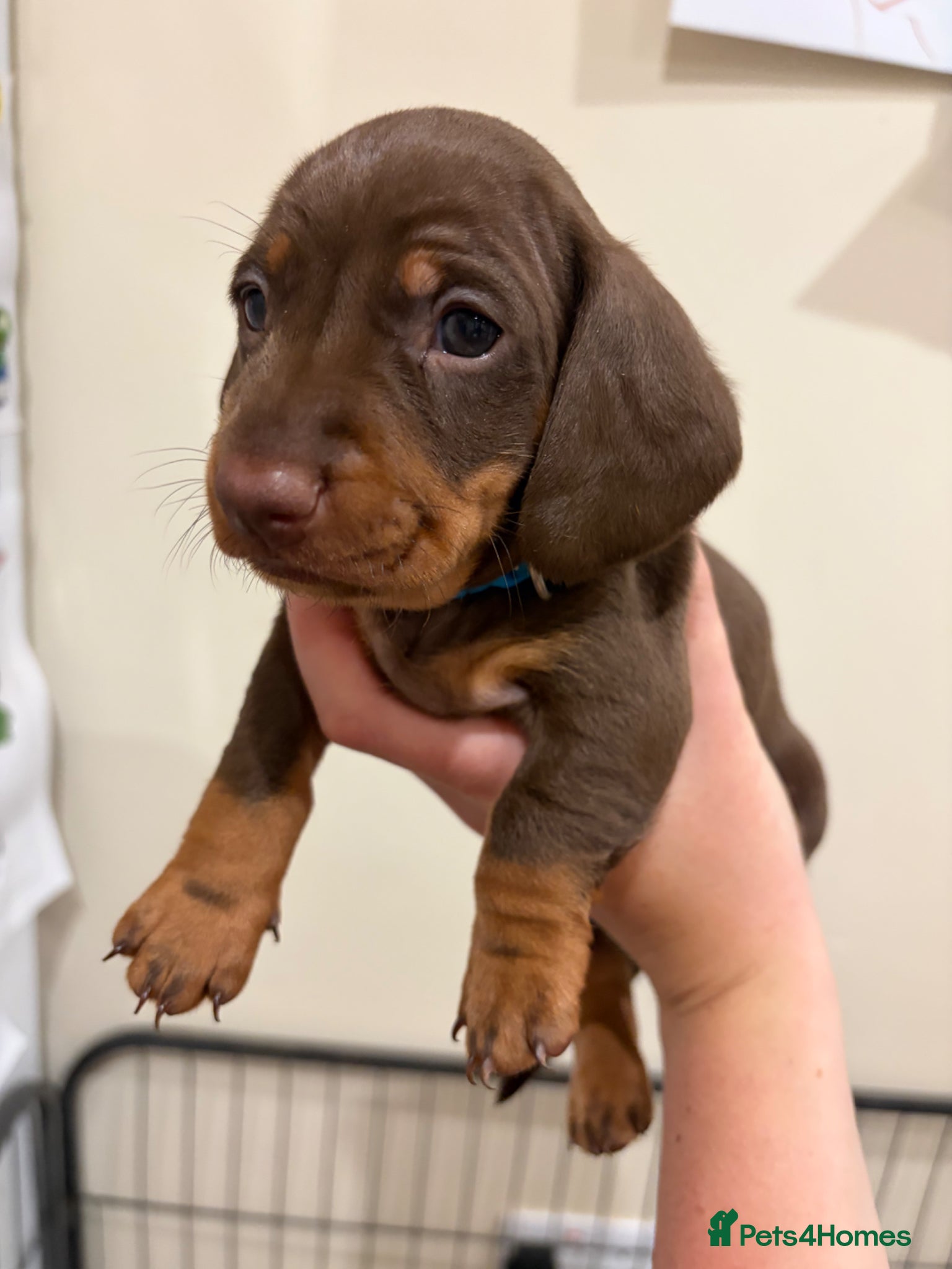 Dachshund dogs Dachshund puppies  - Advert 2