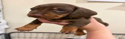 Dachshund dogs for sale: Dachshund puppies  - Advert 1