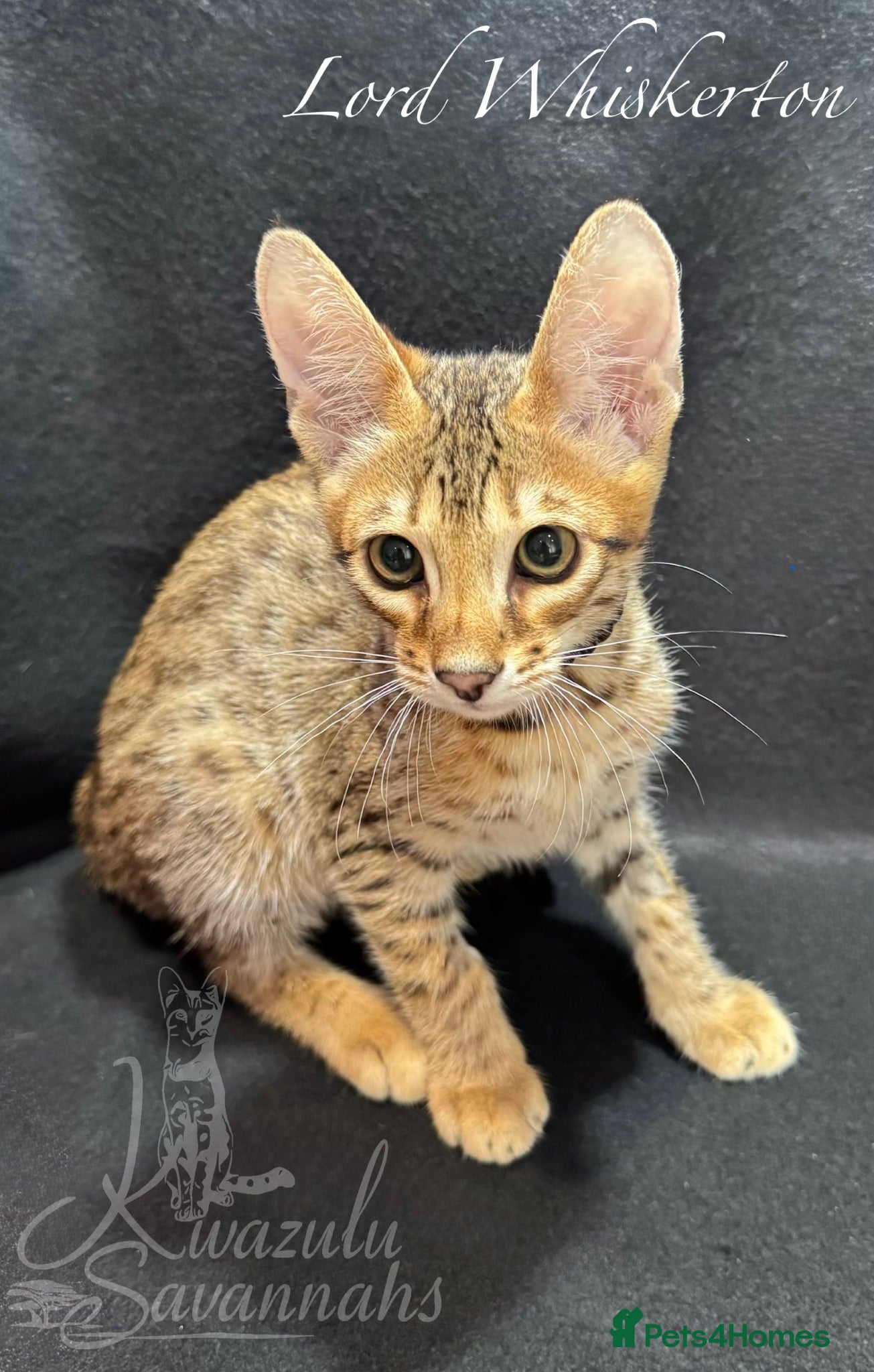 Savannah cats Pure Pedigree! Top Quality Tica Registr. Savannahs - Advert 2