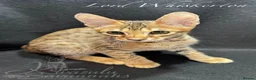 Savannah cats for sale: 2 and 3 months old. Tica Regist. Savannahs - Advert 17