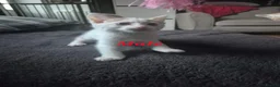 Mixed Breed cats for sale: Kittens for sale - Advert 4
