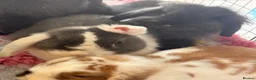 Mixed Breed rabbits for sale: Rabbits for sale  - Advert 2