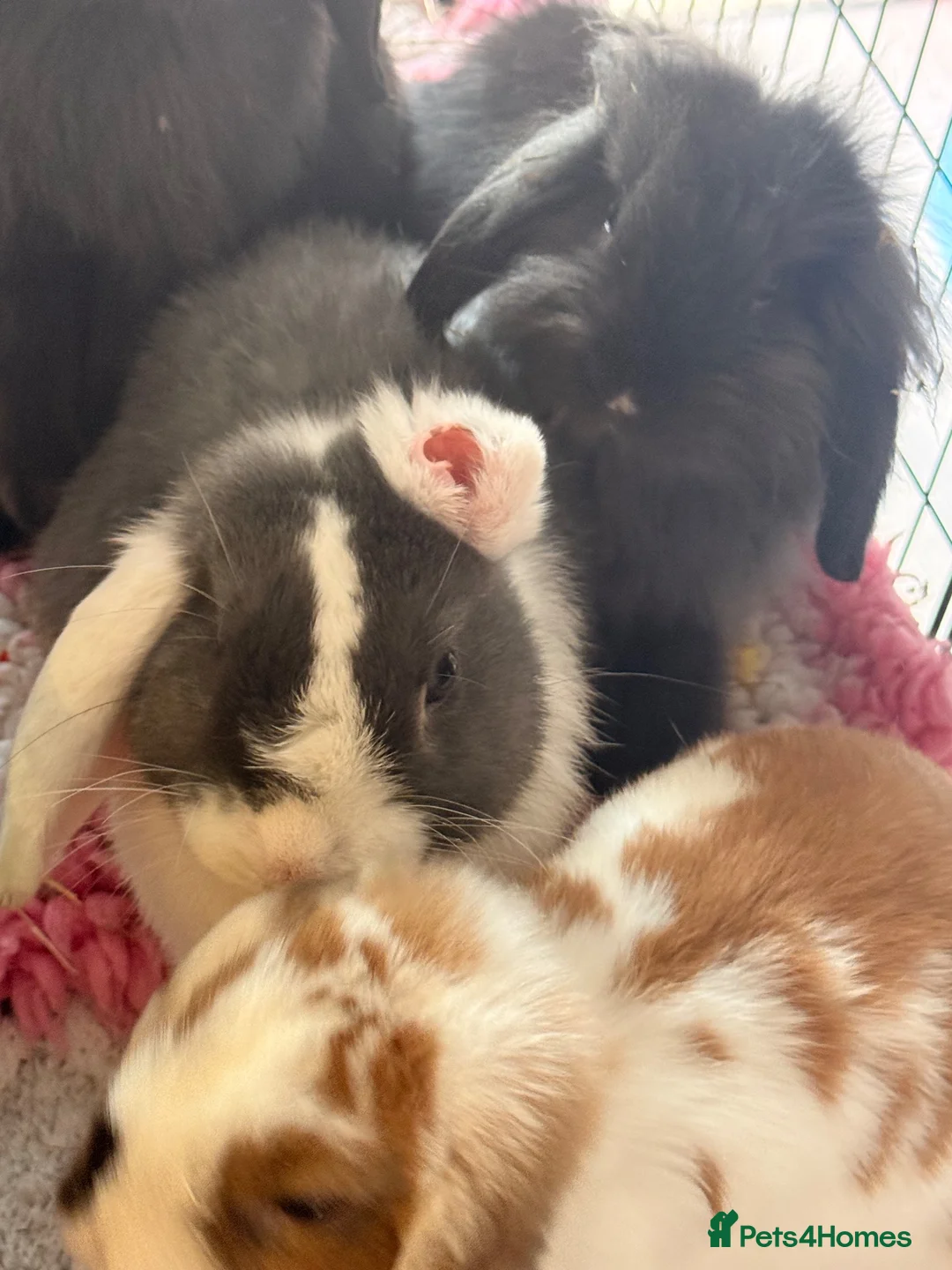 Mixed Breed rabbits for sale: Rabbits for sale  - Advert 2