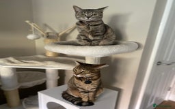 British Shorthair cats for sale: 4 gorgeous kittens - Image 6