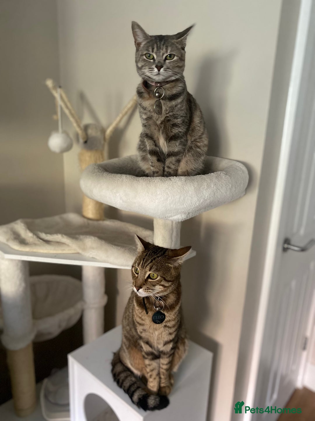 British Shorthair cats for sale: 4 gorgeous kittens - Image 6