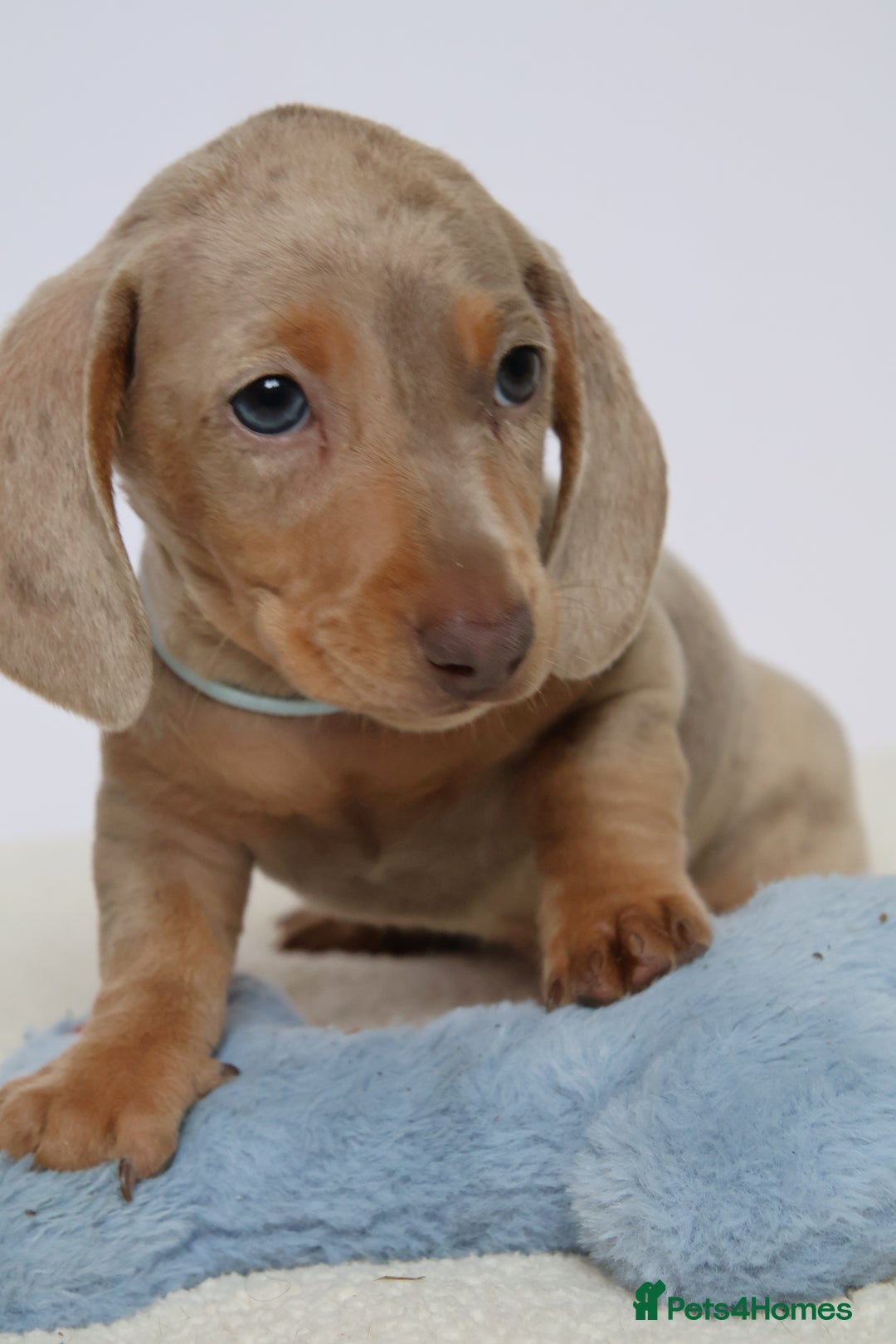 Miniature Dachshund dogs for sale:  🌟5StarsLicense+Holistic+KC+VetChecked+PRA Clear+ - Image 18