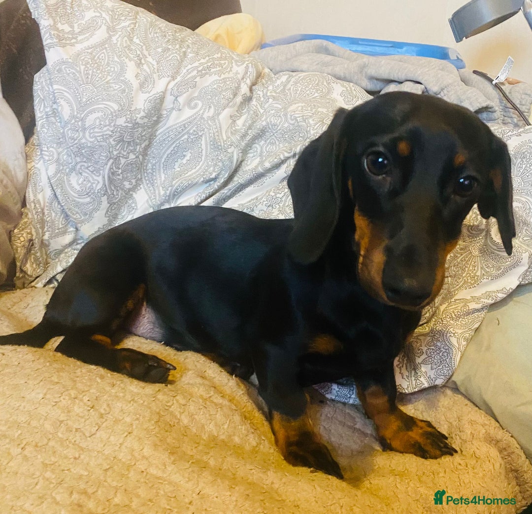 Mixed Breed dogs for sale: Beautiful puppies - Advert 13