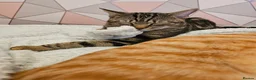 Mixed Breed cats for sale: Cats  in Dalkeith - Advert 9
