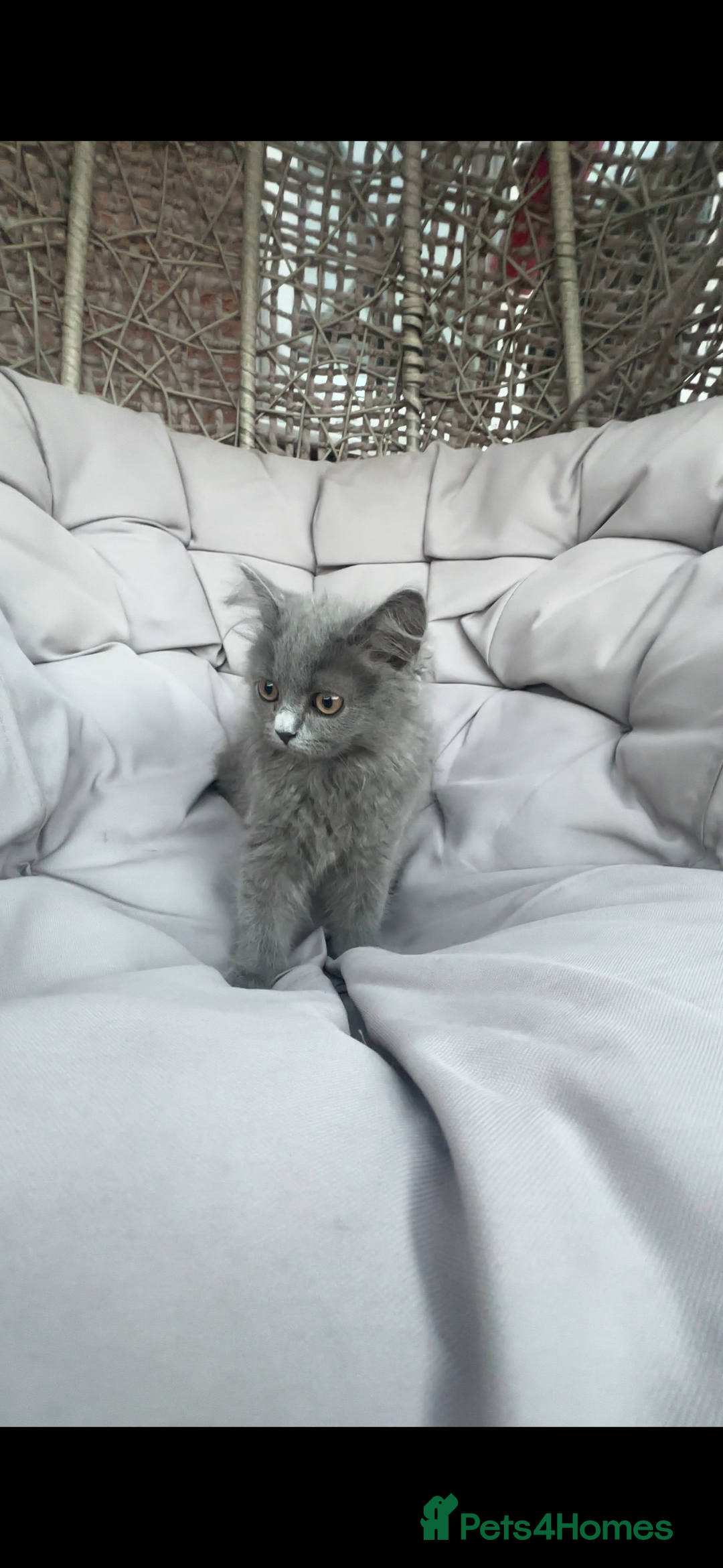 Scottish Fold cats for sale: Loved Sottish kittens to go x2 - Image 11