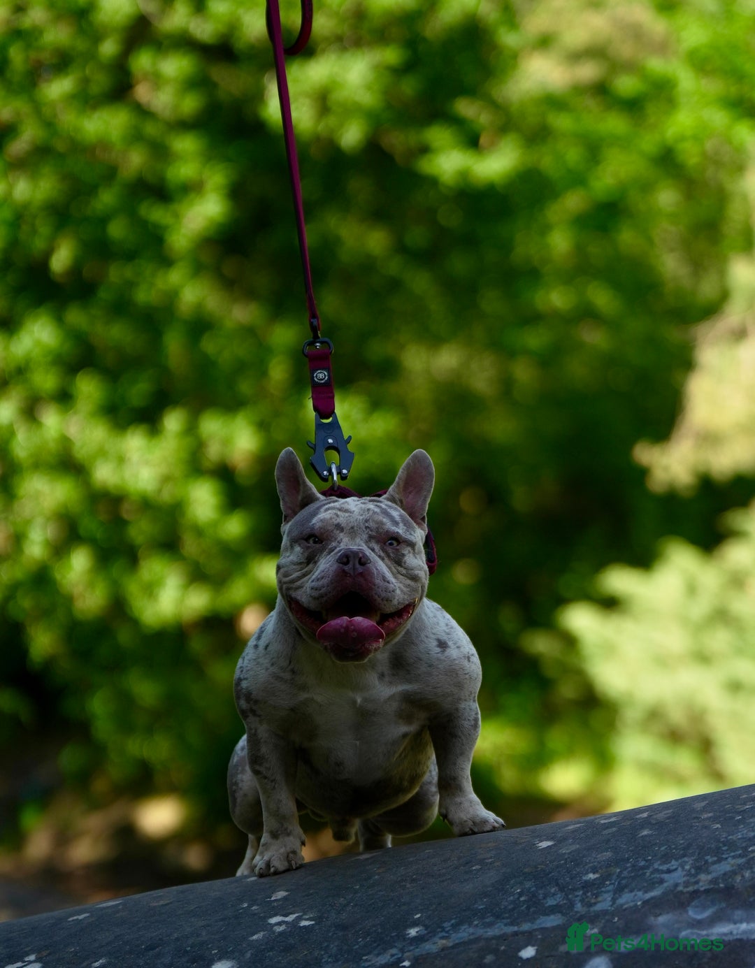 American Bully dogs for stud: 🔥 Micro American Bully for stud 🔥 - Image 4