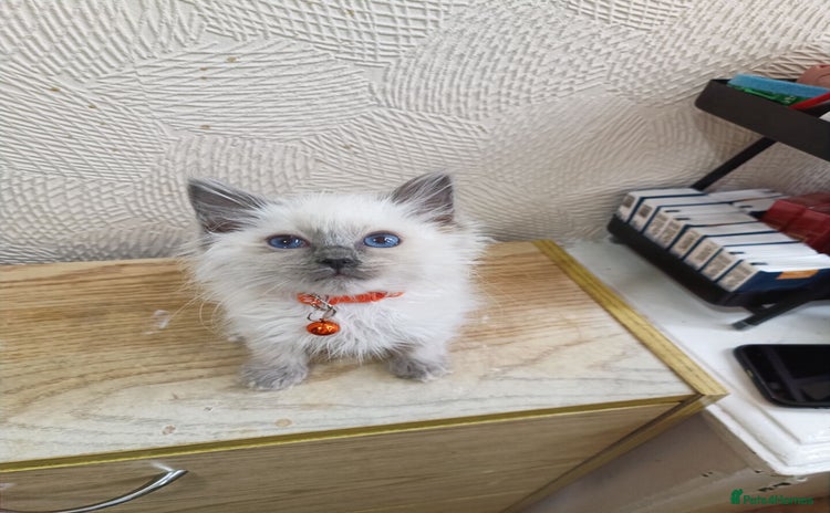 Ragdoll cats - Advert 7