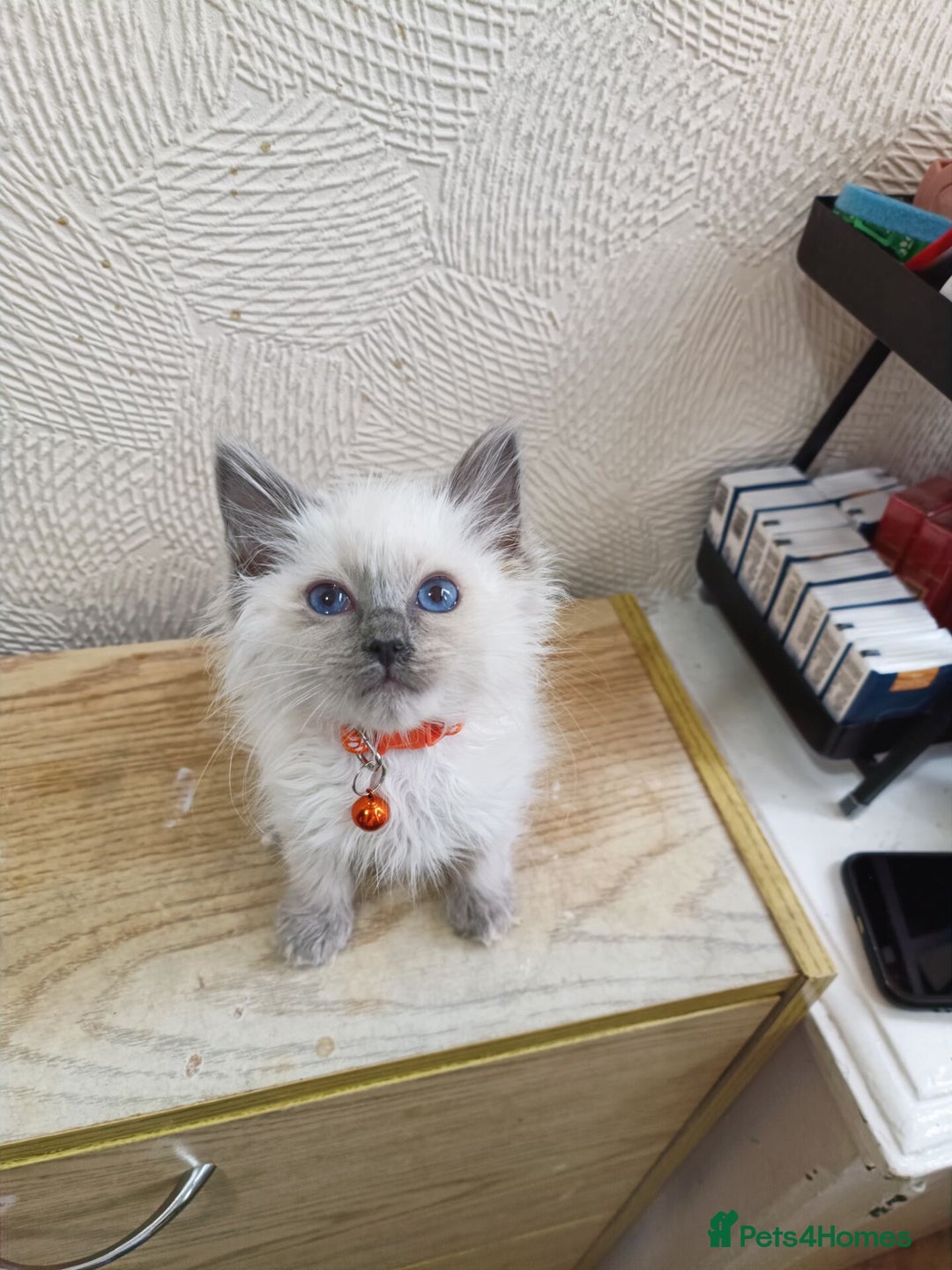 Ragdoll cats for sale: Finding new homes for 6 ragdoll kittens - Image 1