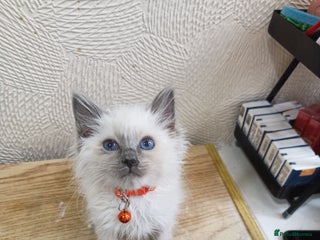 Ragdoll cats - Advert 4