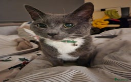 British Shorthair cats for sale: Loved pet for adoption  - Image 2