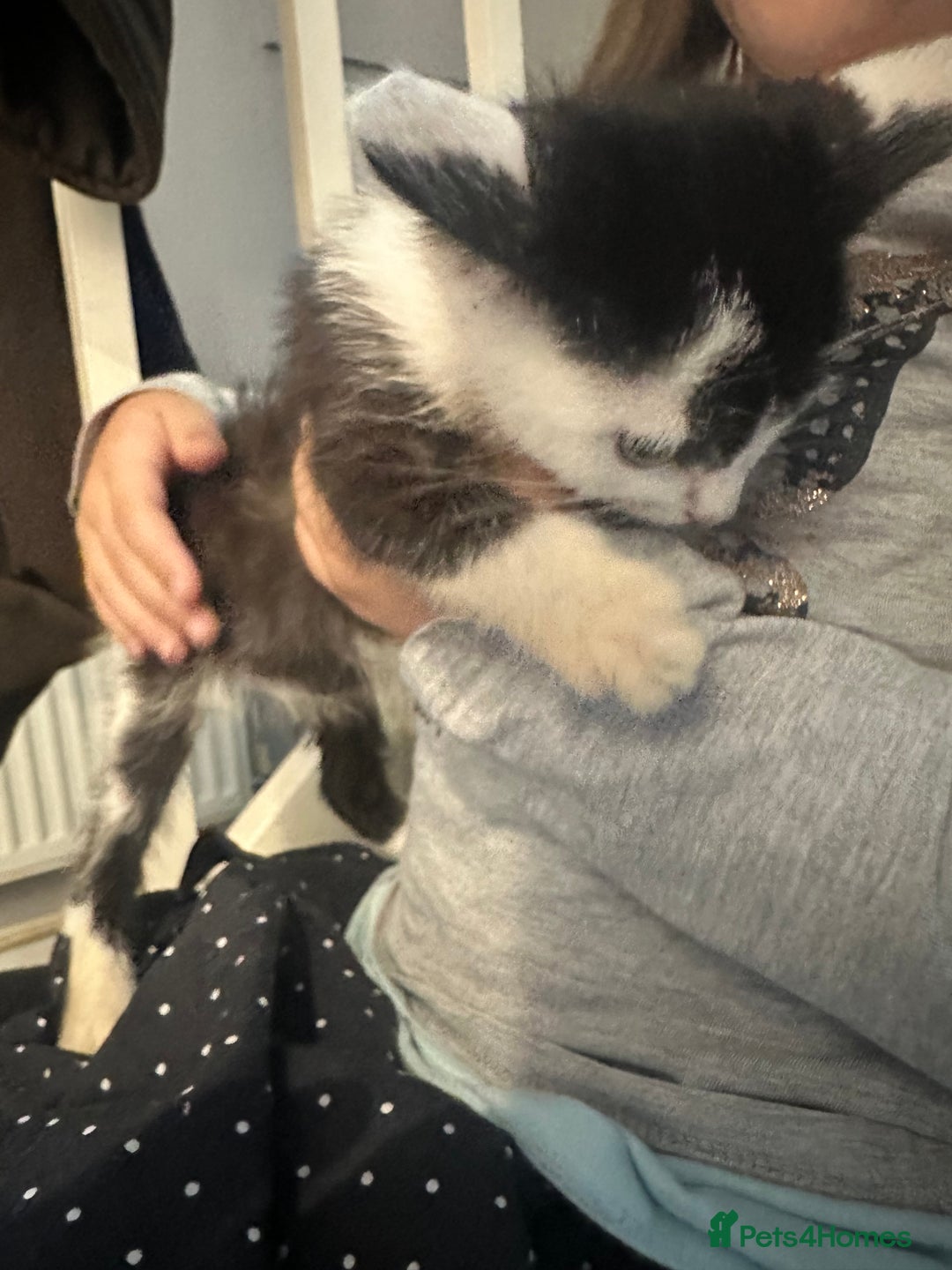 Domestic Shorthair cats for sale: 2 kittens remaining - Image 4