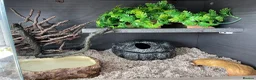 Snake reptiles for sale: Albino Hognose Snake - Advert 15
