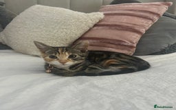 Abyssinian cats for sale: Called star  - Image 1