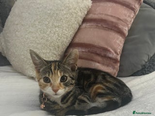 Mixed Breed cats - Advert 19