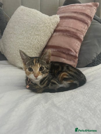 Mixed Breed cats - Advert 10