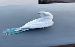 Parakeets birds for sale: Rare BabyBlue Pied Indian Ringneck Hand-Reared&DNA - Image 1