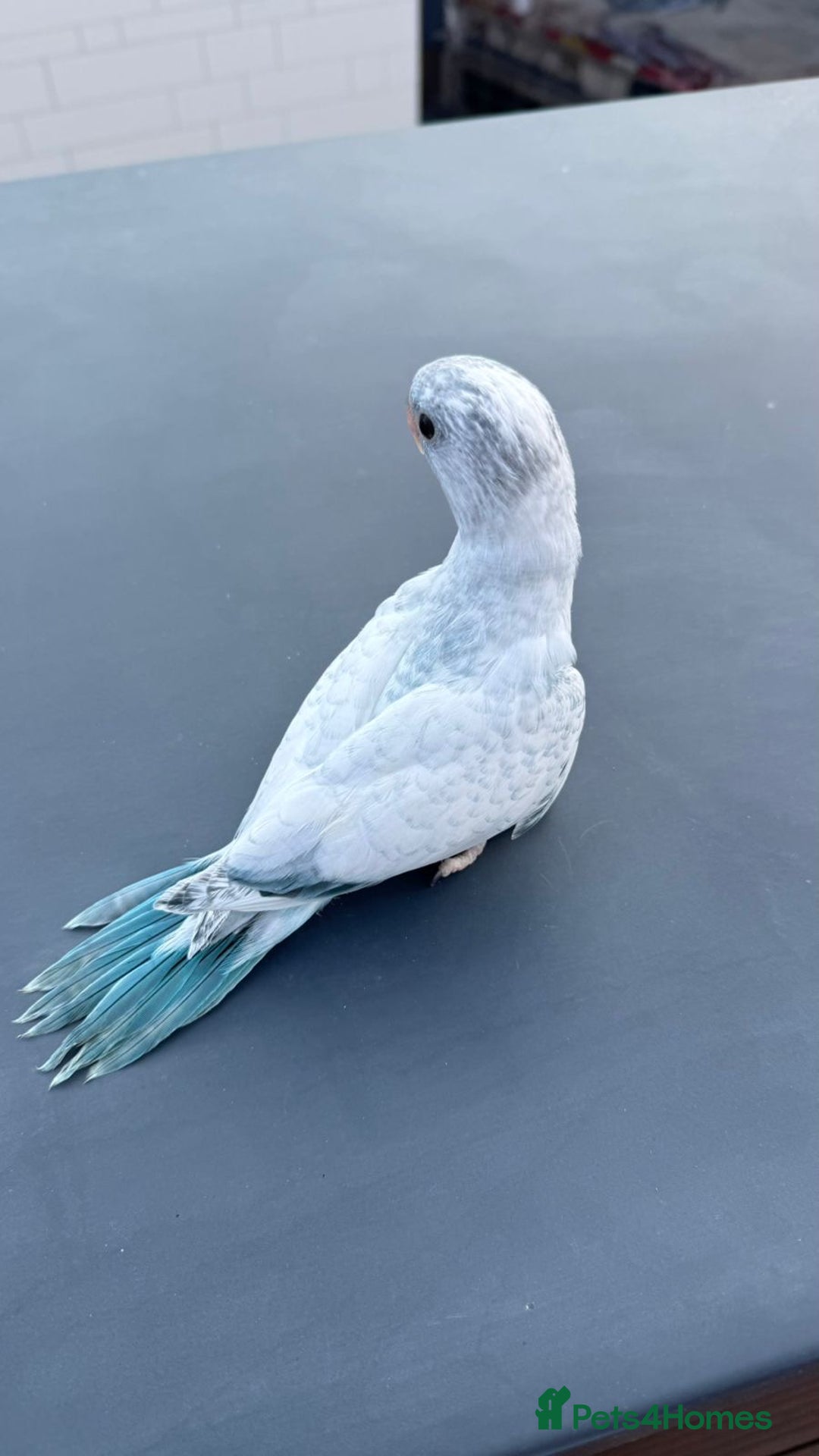 Parakeets birds for sale: Rare BabyBlue Pied Indian Ringneck Hand-Reared&DNA - Image 1