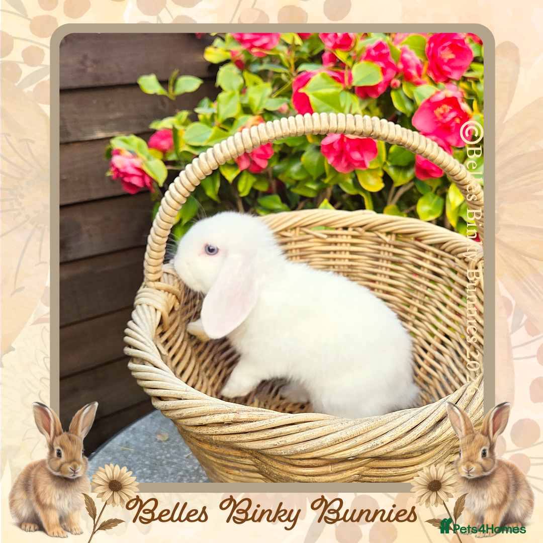 Mini Lop rabbits 🌷Ready Next Weekend 🌷 Mini Lop Baby🌷 - Advert 2