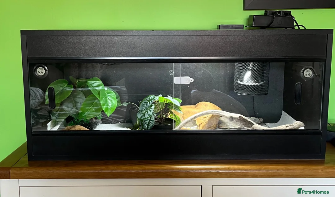 Leopard Gecko reptiles for sale: Leopard Gecko for sale - Advert 2