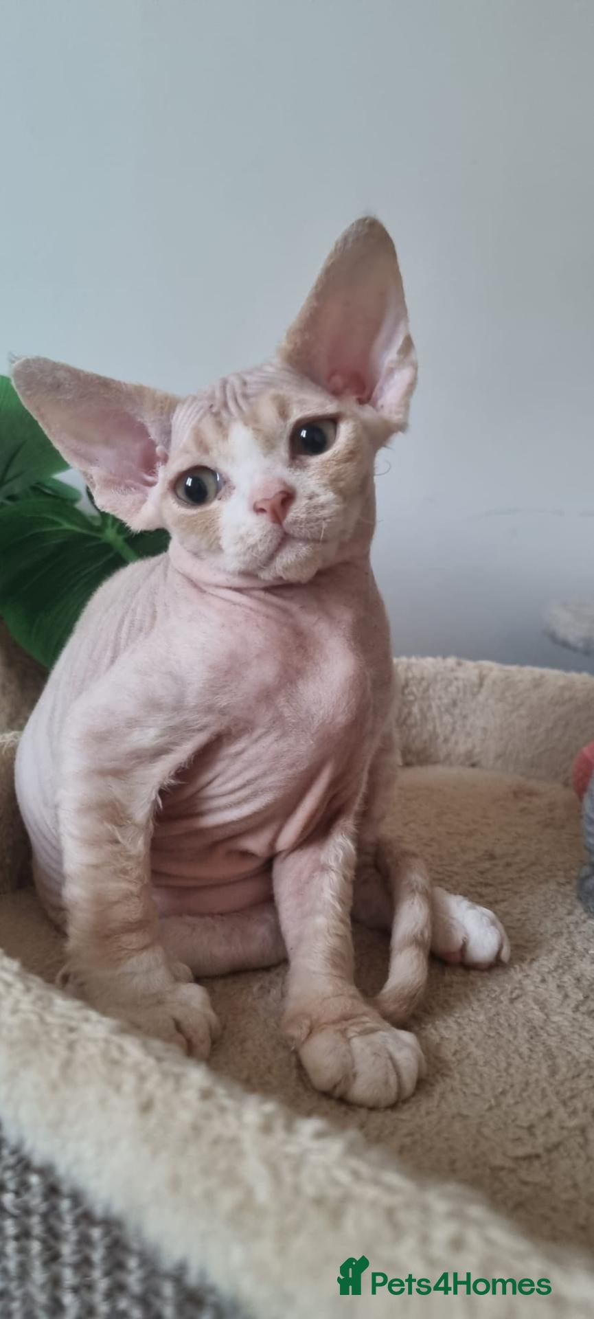 Devon Rex cats ❤️ Gorgeous Devon Rex Kittens ❤️ - Advert 7