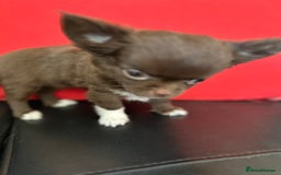 Chihuahua dogs for sale: Chihuaua 7 th generation KC registered  - Image 3