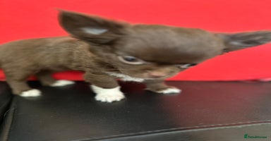 Chihuahua dogs - Advert 2