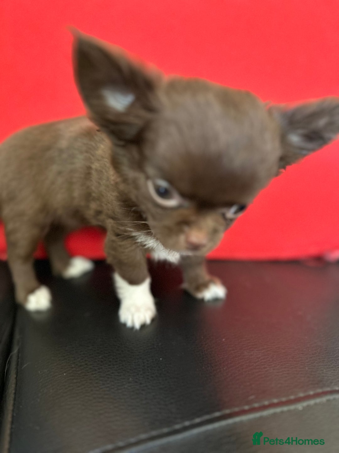 Chihuahua dogs for sale: Chihuaua 7 th generation KC registered  - Image 3