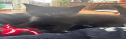 British Shorthair cats for sale: Beautiful tuxedo kittens  - Advert 9